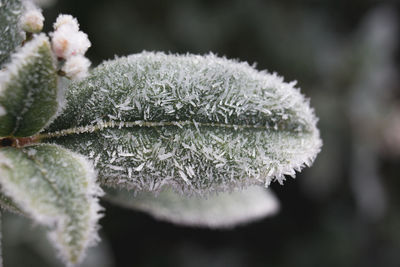 Close-up of frozen plant