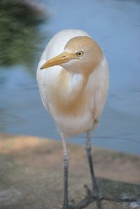 Close-up of cattle egret by lake