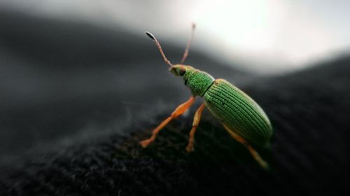 Close-up of insect on leaf