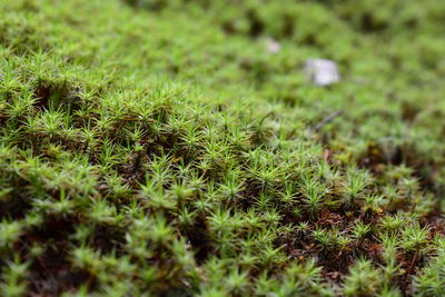 High angle view of grass on field