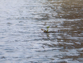 Bird flying over lake