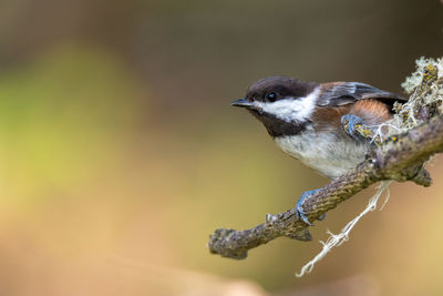 Close-up of bird perching on twig