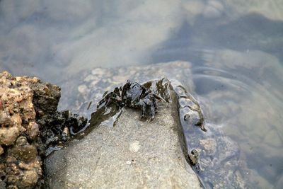 Close-up of turtle in water