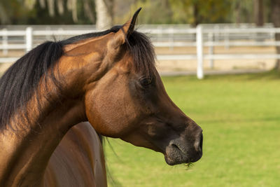 Close-up of horse on field