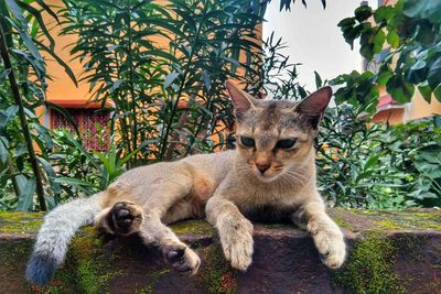 Portrait of a cat