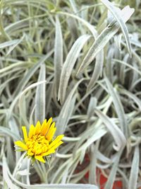 Close-up of yellow flower blooming outdoors