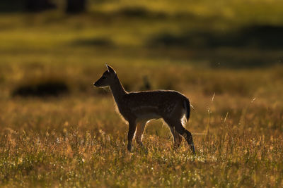 A backlit bambi