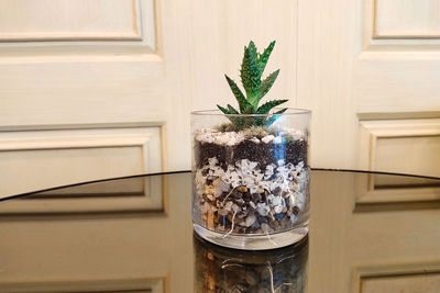 Close-up of potted plant on glass table against wall