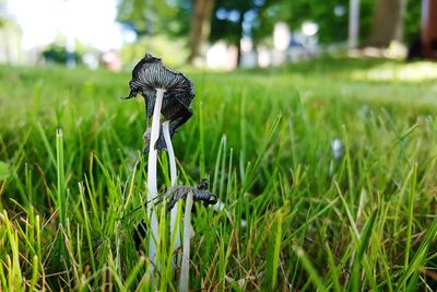 Mushrooms growing on grassy field