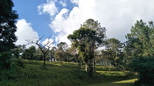 Trees on field against sky
