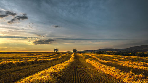 Scenic view of agricultural field against sky during sunset