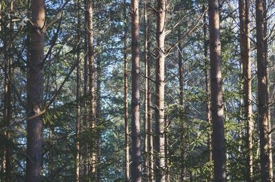 Low angle view of trees in forest