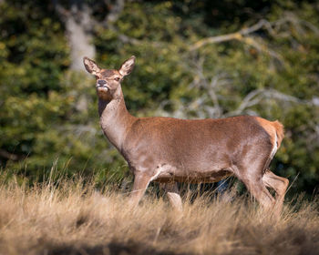 Female red deer standing on a hill
