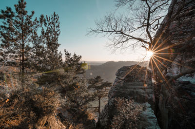 Panoramic shot of trees against sky during sunset