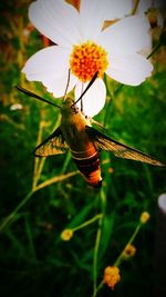 Close-up of butterfly on flower