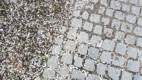 High angle view of footpath by street