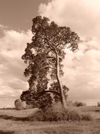 Trees on field against cloudy sky