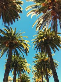 Low angle view of palm trees against clear sky
