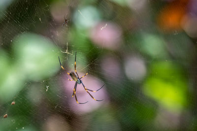 Close-up of spider on web