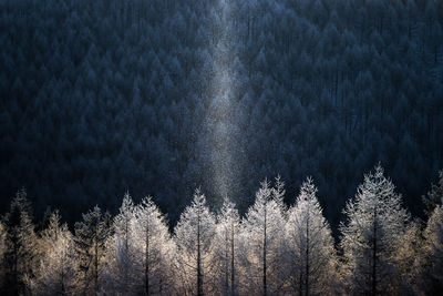 Trees in forest during snowfall