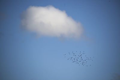 Low angle view of birds flying against sky