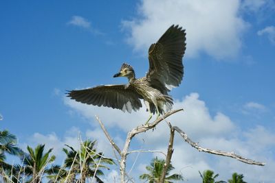 Low angle view of eagle flying against sky