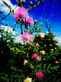 Close-up of pink flowers