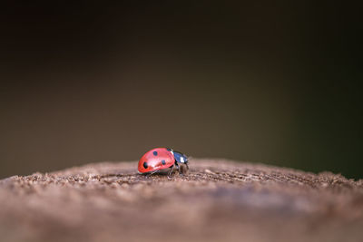 Close-up of ladybug on tree trunk