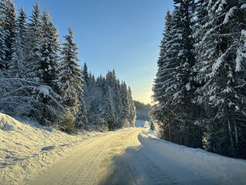 Panoramic view of trees against sky