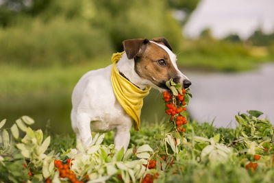 Dog looking away on field