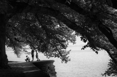 View of tree trunk in water