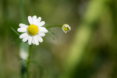 Close-up of white daisy flower