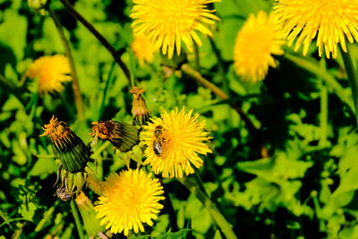 Close-up of butterfly pollinating on yellow flower