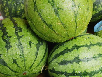 Close-up of wet watermelons for sale in market