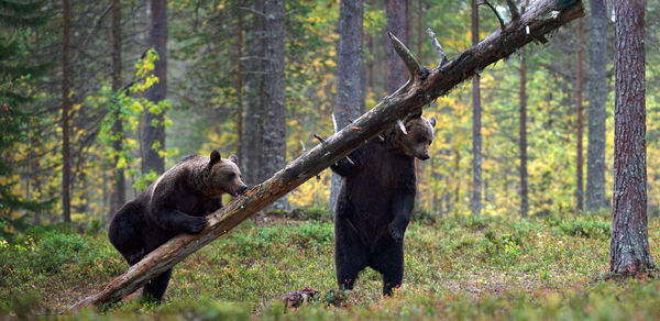 Monkeys in a forest