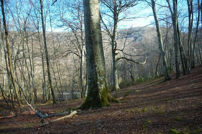 Trees in forest against sky