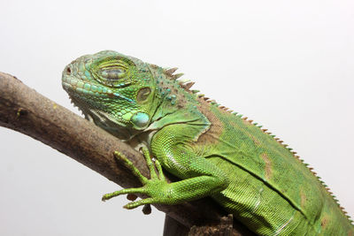 Close-up of lizard on branch against white background