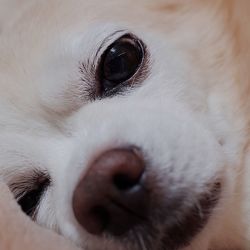 Close-up portrait of dog