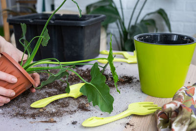 Close-up of potted plant