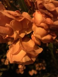 Close-up of flowers blooming outdoors