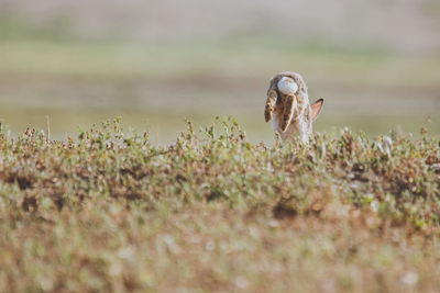 Rabbit running on field 