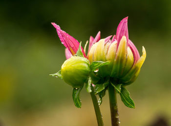 Close-up of flower against blurred background