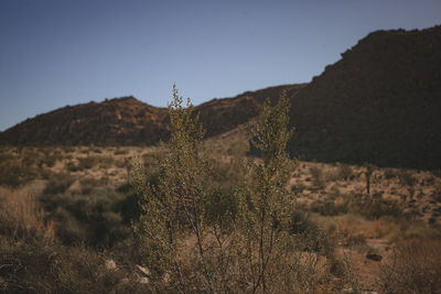 Plants on landscape against clear sky