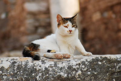 Close-up of a cat lying on retaining wall