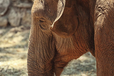 Close-up of elephant on sunny day