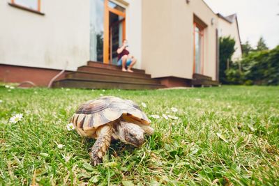 Close-up of turtle in lawn against man sitting on steps