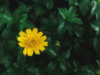 Close-up of yellow flowering plant