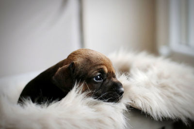 Close-up portrait of puppy at home