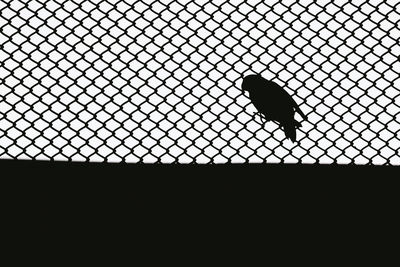 Silhouette of bird perching on a window