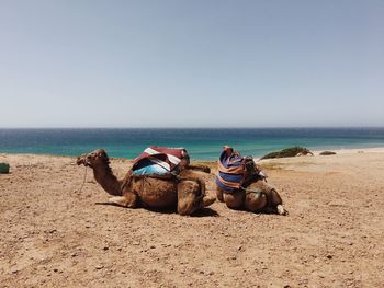Camels sitting on beach against clear sky